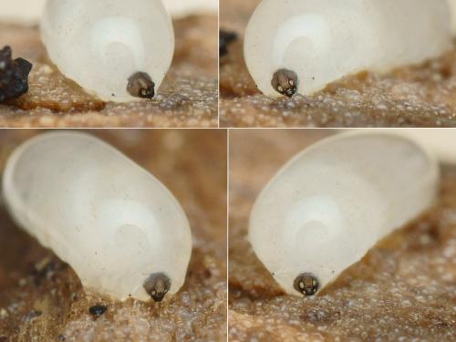 Réf. 222 092 : Phronia conformis